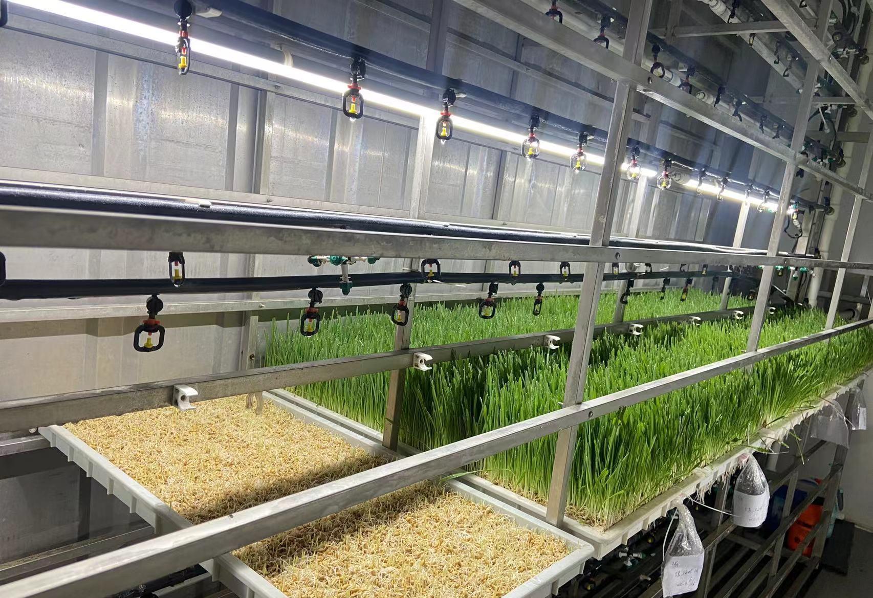 G AND N FORTUNE LIMITED's Fantasy Football Fodder Hydroponic