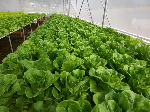 G AND N FORTUNE LIMITED’s best hydro grow system delivers exceptional results for growers. 