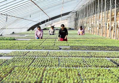G AND N FORTUNE LIMITED’s root trainer seed trays encourage strong, healthy roots in hydroponics.
