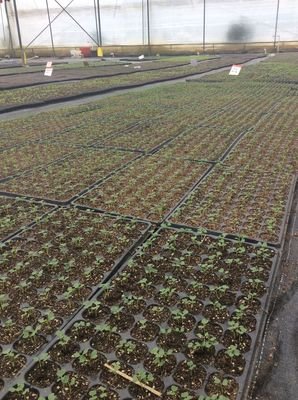 G AND N FORTUNE LIMITED provides tray seed for hydroponic setups.