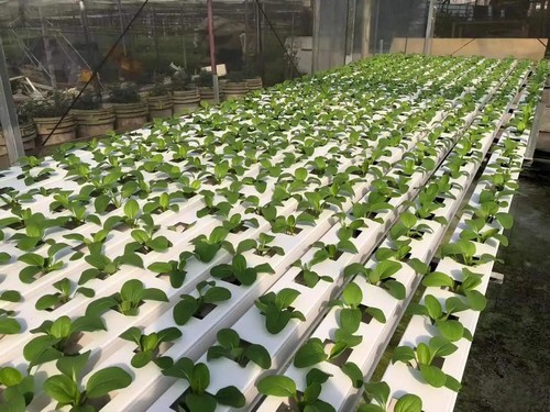  G AND N FORTUNE LIMITED’s large hydroponic systems are perfect for industrial use. 