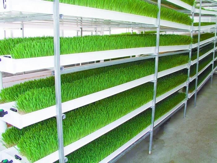 G&N Fortune's hydroponic animal fodder system