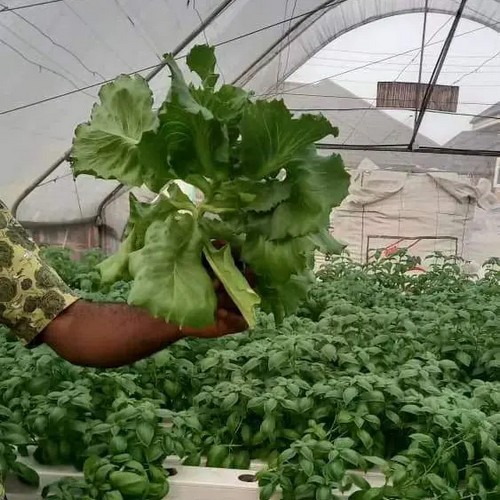  G AND N FORTUNE LIMITED’s hydroponics grow system is ideal for indoor gardening. 
