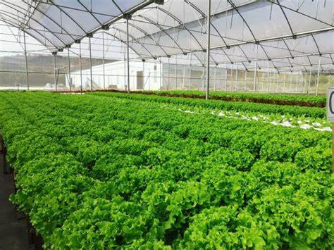 Grow systems hydroponics by G AND N FORTUNE LIMITED.