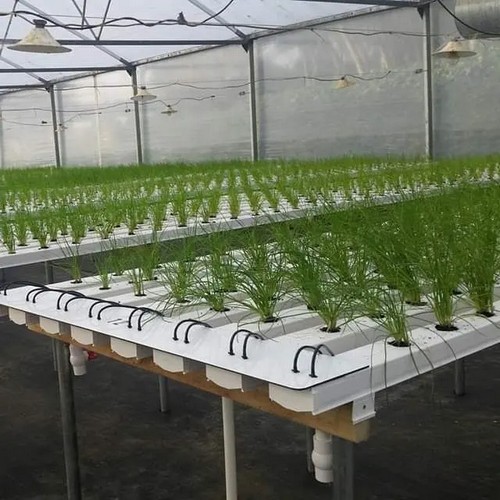  G AND N FORTUNE LIMITED’s indoor hydroponic growing system ensures controlled environments. 