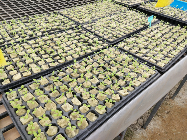 G AND N FORTUNE LIMITED provides hydroponic system for hydroponics.