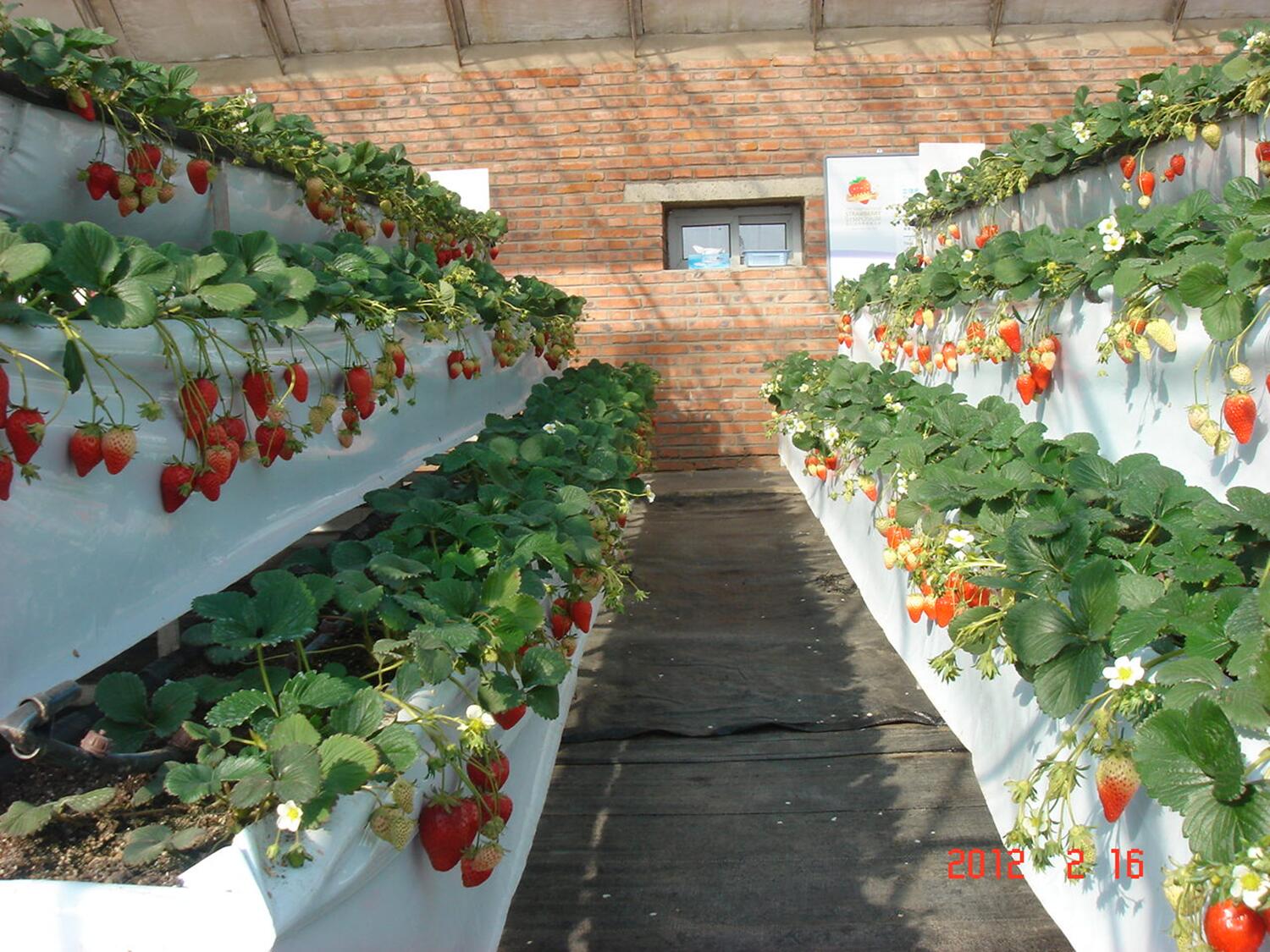 Co2 grow room system by G AND N FORTUNE LIMITED for hydro setups.