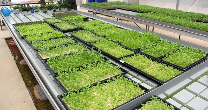 G AND N FORTUNE LIMITED offers 1020 seed starting trays, perfect for hydroponic gardening.