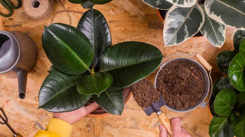 G AND N FORTUNE LIMITED's cocopeat where to buy for hydro.