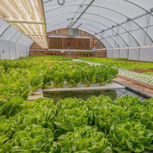 G AND N FORTUNE LIMITED's floating blow up rafts for hydroponics.