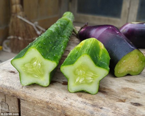  G AND N FORTUNE LIMITED provides hydroponic supplies to defeat cucumber white mold.