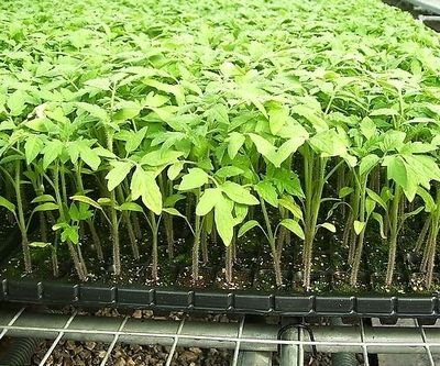 G AND N FORTUNE LIMITED’s 6 cell seed starting trays are perfect for small hydroponic crops.