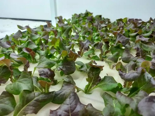 Trust G AND N FORTUNE LIMITED’s hydroponics growing system for sustainable indoor cultivation.  