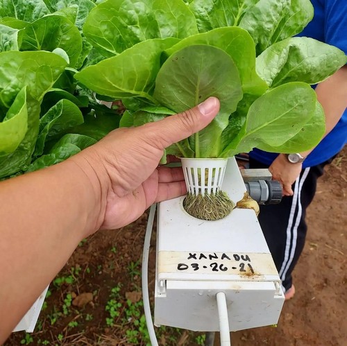 G AND N FORTUNE LIMITED’s indoor pot growing systems are ideal for small-scale cultivation.  