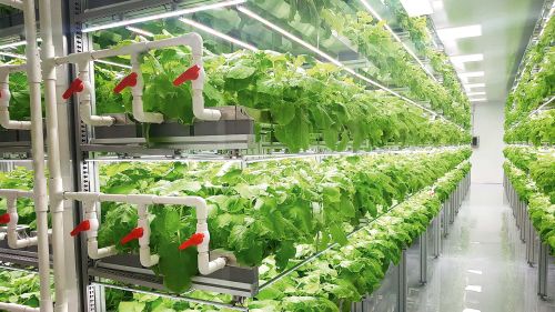 G&N’s grow lights system enhances hydro plant health.