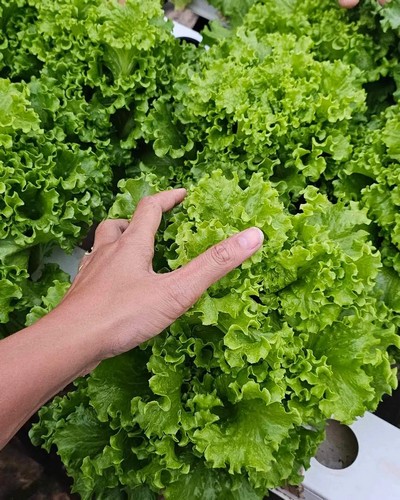 G AND N FORTUNE LIMITED's gear for vertical farming hydroponi