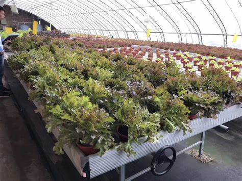 G AND N FORTUNE LIMITED's grow seeds on a sponge for hydro.