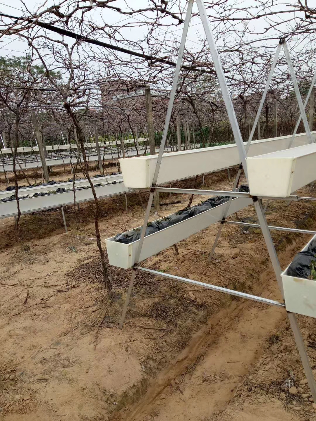 Vertical growing systems by G AND N FORTUNE LIMITED.
