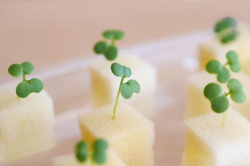 G AND N FORTUNE LIMITED's sponge hydroponic: efficient hydroponic farming tool.