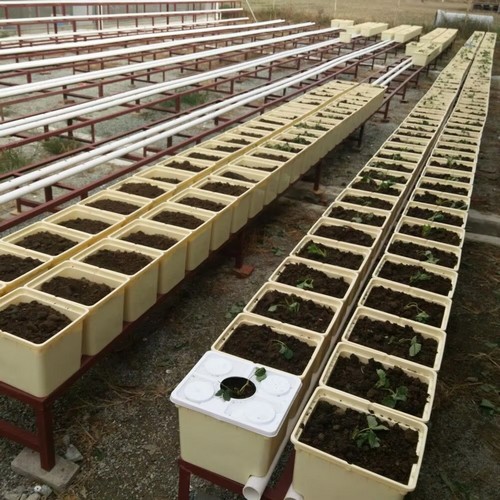 G AND N FORTUNE LIMITED's five gallon bucket hydroponics: hydro system.