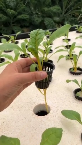 G AND N FORTUNE LIMITED's net pots hydroponics equipment.