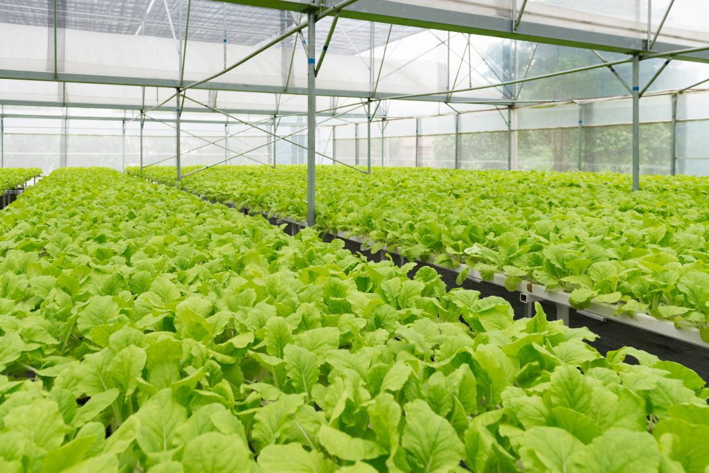 Affordable hydroponic systems by G AND N FORTUNE LIMITED.
