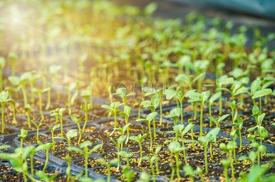 G AND N FORTUNE LIMITED offers greenhouse seed trays designed for hydroponic gardening systems.