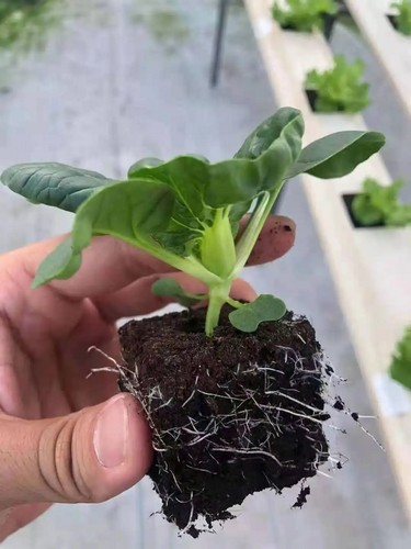 G AND N FORTUNE LIMITED's hydroponics grow system for indoor hydroponics.