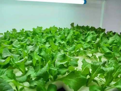 G AND N FORTUNE LIMITED’s automated grow system ensures consistent plant care.