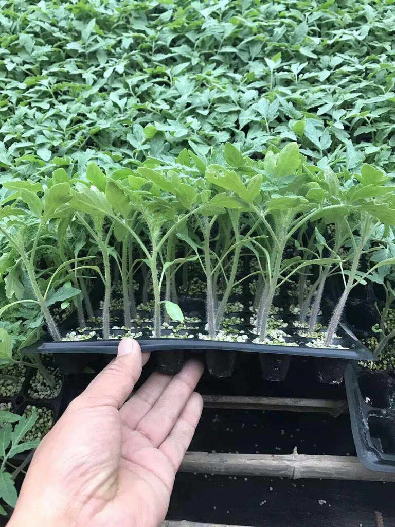 Galvanized seed starting trays by G AND N FORTUNE LIMITED ensure long-lasting hydroponic use.
