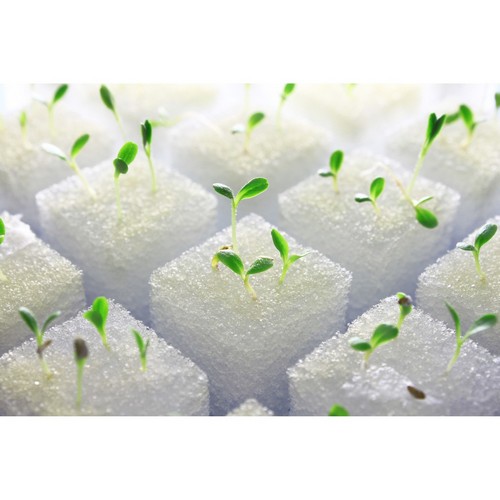 G AND N FORTUNE LIMITED's grow sponge cucumber in hydro.