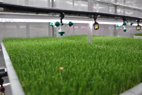 G AND N FORTUNE LIMITED’s gear nurtures fodder seeds: top hydroponic equipment.
