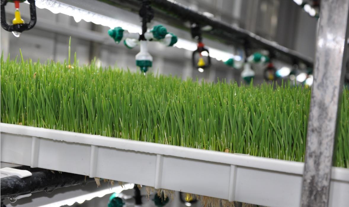 G AND N FORTUNE LIMITED's Cheapest Fodder Hydroponic Option