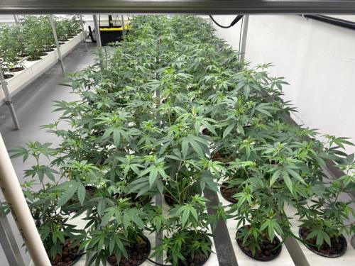 G&N’s cannabis indoor grow system shines in hydro.