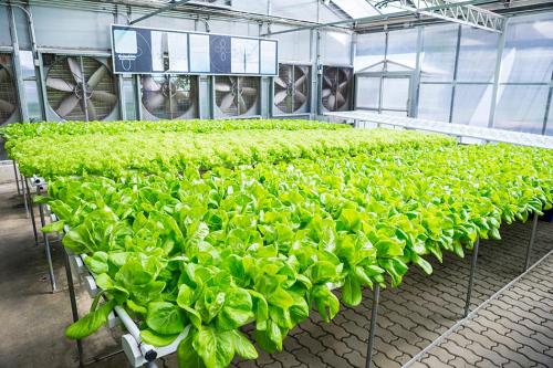 G&N’s vertical growing system maximizes hydro space.