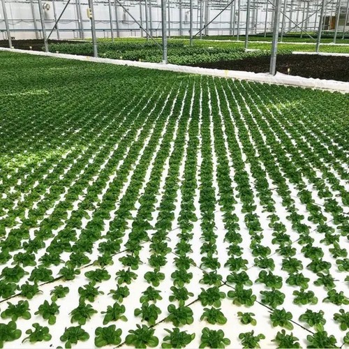 G AND N FORTUNE LIMITED's pool floats and rafts for hydroponics.