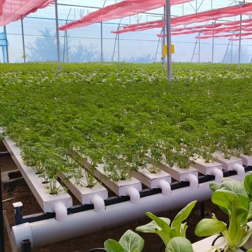  G AND N FORTUNE LIMITED offers a reliable hydroponic system for efficient water-based plant growth. 