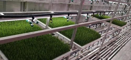 G&N fodder plant for cattle: premium hydroponic feed