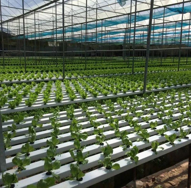 Drip system hydroponics by G AND N FORTUNE LIMITED.