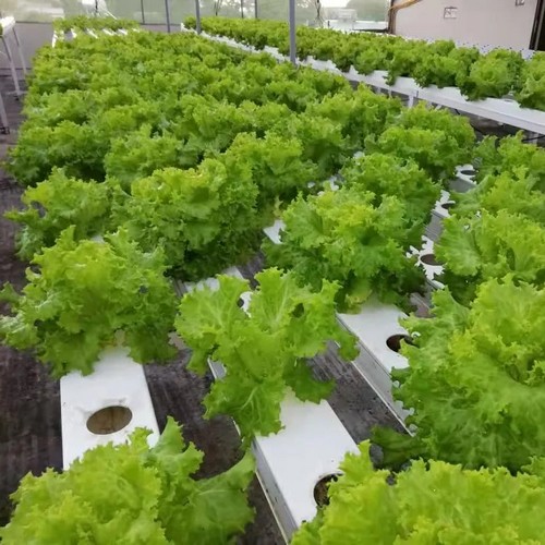 G AND N FORTUNE LIMITED’s grow system provides reliable support for hydroponic setups.