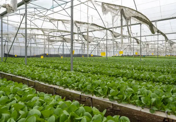 Drip system for hydroponics by G AND N FORTUNE LIMITED.