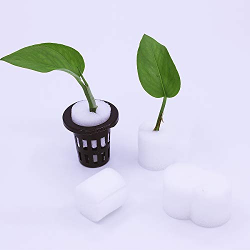  G AND N FORTUNE LIMITED's growing plants in sponges for hydro.