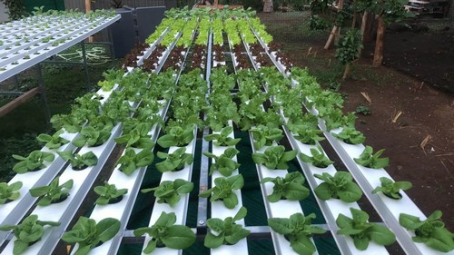 20.G AND N FORTUNE LIMITED's indoor hydroponics growing system