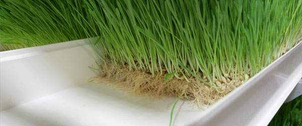G&N Fortune's hydroponic animal fodder system