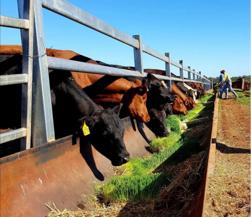 G&N fodder radish thrives in hydroponic setups