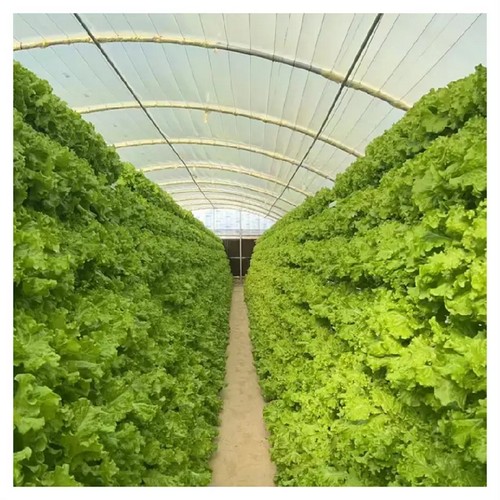 High - quality indoor growing systems by G AND N FORTUNE