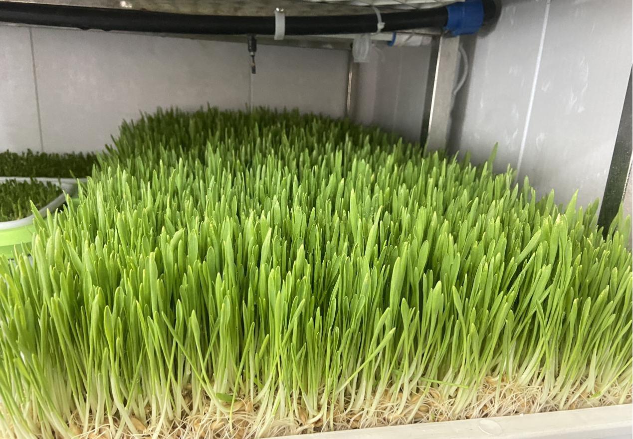 G AND N FORTUNE LIMITED's Fodder Restaurant with Hydroponics