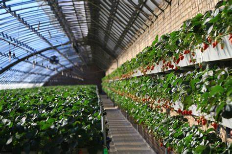 Safety first system in G AND N FORTUNE LIMITED hydroponic setups.