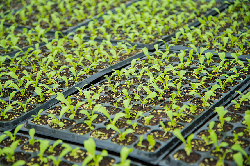 Create the ideal growing environment with 72 cell seed tray with dome by G AND N FORTUNE LIMITED.