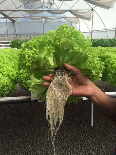 G AND N FORTUNE LIMITED's 2 inch net pots: handy hydroponic equipment.